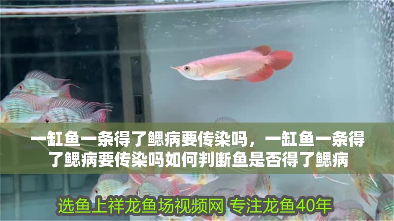 一缸魚一條得了鰓病要傳染嗎，一缸魚一條得了鰓病要傳染嗎如何判斷魚是否得了鰓病