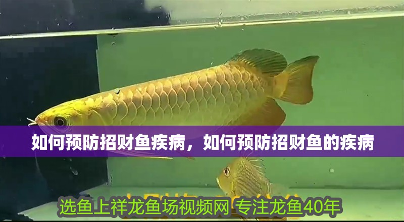 如何預防招財魚疾病，如何預防招財魚的疾病