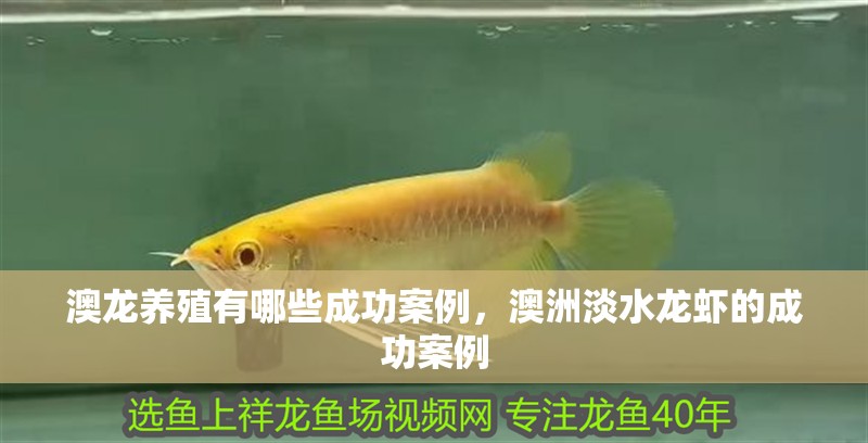 澳龍養殖有哪些成功案例，澳洲淡水龍蝦的成功案例