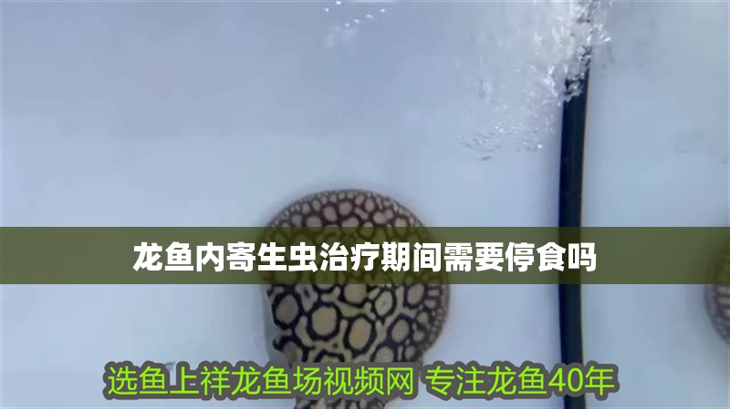 龍魚內(nèi)寄生蟲治療期間需要停食嗎