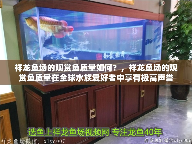 祥龍魚場的觀賞魚質量如何？，祥龍魚場的觀賞魚質量在全球水族愛好者中享有極高聲譽