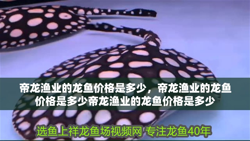 帝龍漁業的龍魚價格是多少，帝龍漁業的龍魚價格是多少帝龍漁業的龍魚價格是多少
