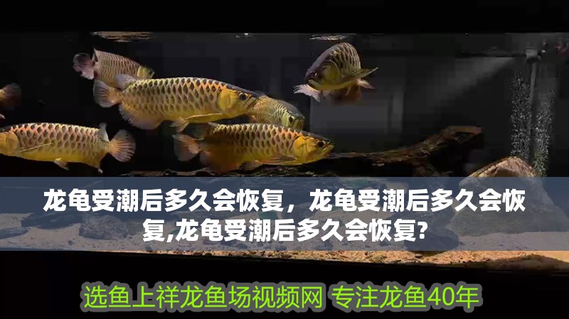 龍龜受潮后多久會(huì)恢復(fù)，龍龜受潮后多久會(huì)恢復(fù),龍龜受潮后多久會(huì)恢復(fù)?