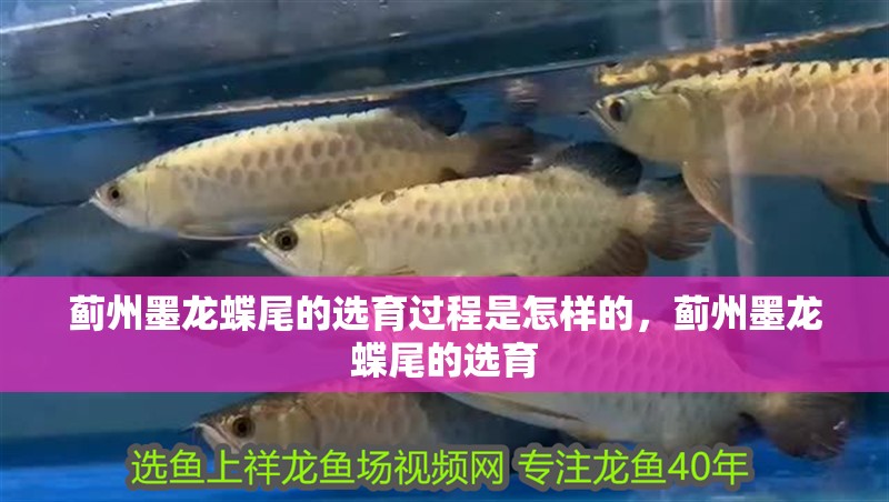 薊州墨龍蝶尾的選育過程是怎樣的，薊州墨龍蝶尾的選育