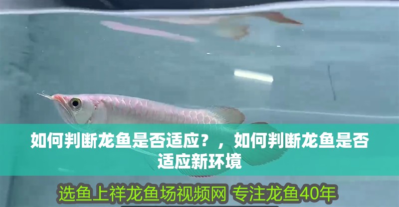 如何判斷龍魚是否適應(yīng)？，如何判斷龍魚是否適應(yīng)新環(huán)境