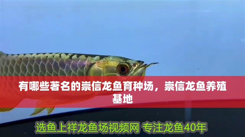 有哪些著名的崇信龍魚育種場，崇信龍魚養殖基地