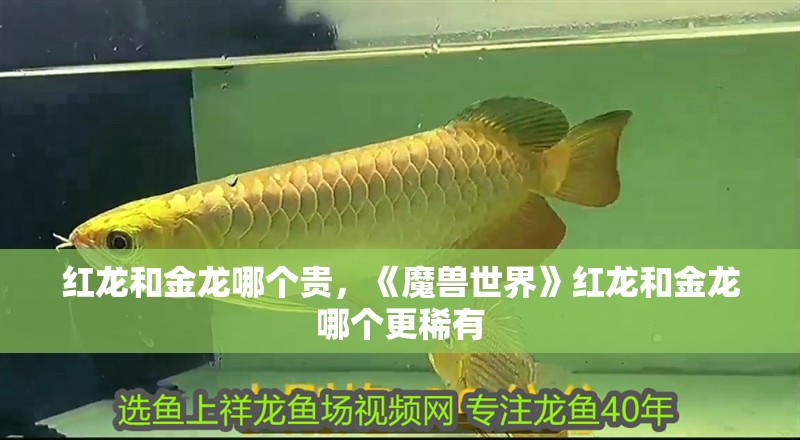 紅龍和金龍哪個貴，《魔獸世界》紅龍和金龍哪個更稀有