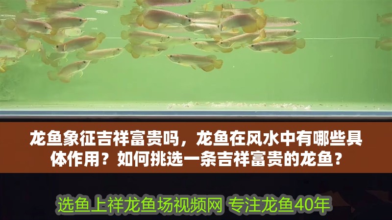龍魚象征吉祥富貴嗎，龍魚在風水中有哪些具體作用？如何挑選一條吉祥富貴的龍魚？