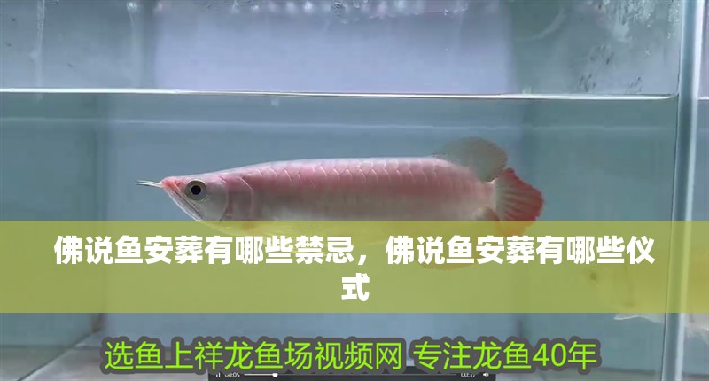 佛說魚安葬有哪些禁忌，佛說魚安葬有哪些儀式