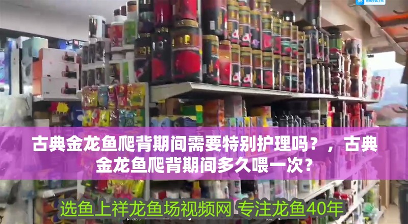 古典金龍魚爬背期間需要特別護理嗎？，古典金龍魚爬背期間多久喂一次？