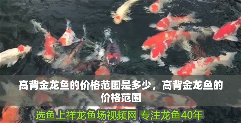高背金龍魚的價(jià)格范圍是多少，高背金龍魚的價(jià)格范圍