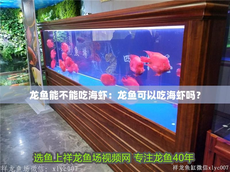 龍魚能不能吃海蝦：龍魚可以吃海蝦嗎？ 龍魚能不能吃海蝦：龍魚可以吃海蝦嗎？ 龍魚百科 第2張