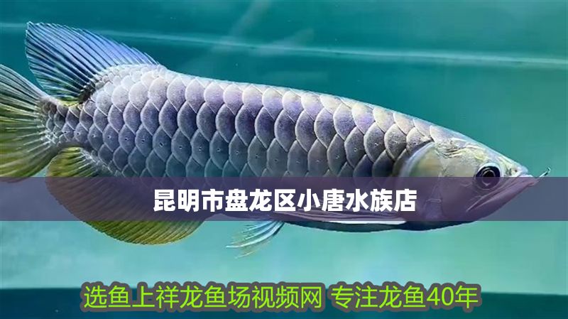 昆明市盤龍區小唐水族店