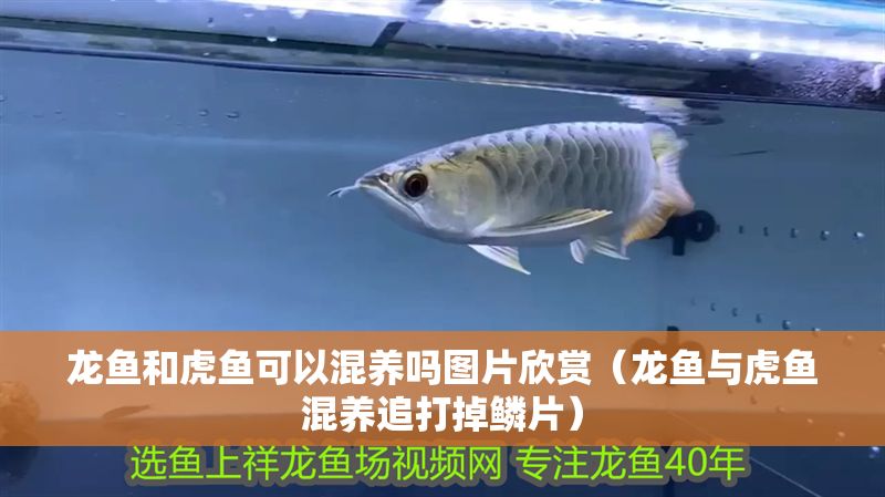 龍魚和虎魚可以混養(yǎng)嗎圖片欣賞（龍魚與虎魚混養(yǎng)追打掉鱗片）