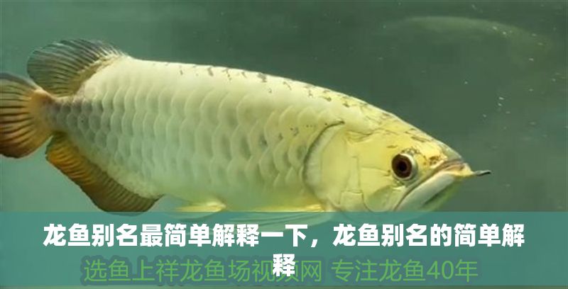 龍魚別名最簡單解釋一下，龍魚別名的簡單解釋