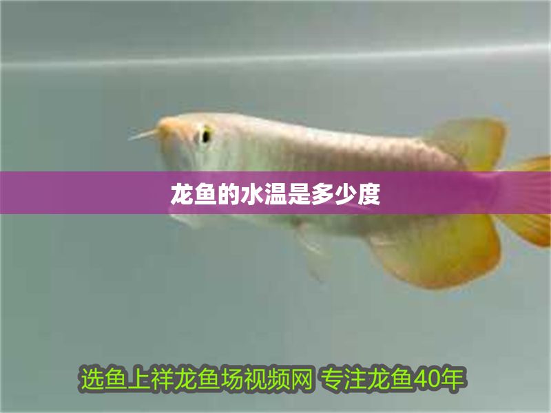 龍魚的水溫是多少度 龍魚的水溫是多少度 龍魚百科 第2張