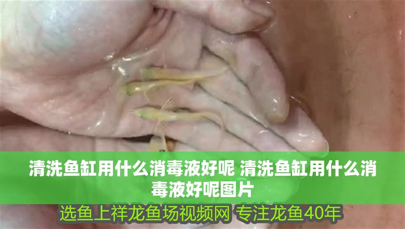 清洗魚缸用什么消毒液好呢 清洗魚缸用什么消毒液好呢圖片