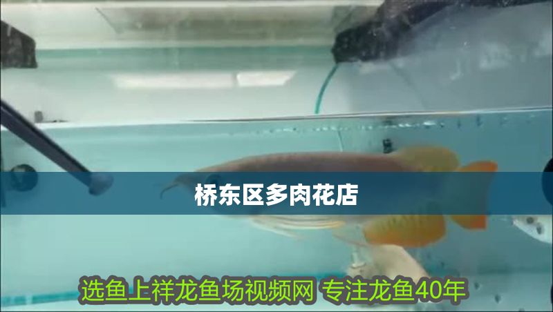 橋東區(qū)多肉花店 全國(guó)水族館企業(yè)名錄 第1張 橋東區(qū)多肉花店 橋東區(qū)多肉花店 全國(guó)水族館企業(yè)名錄 第1張