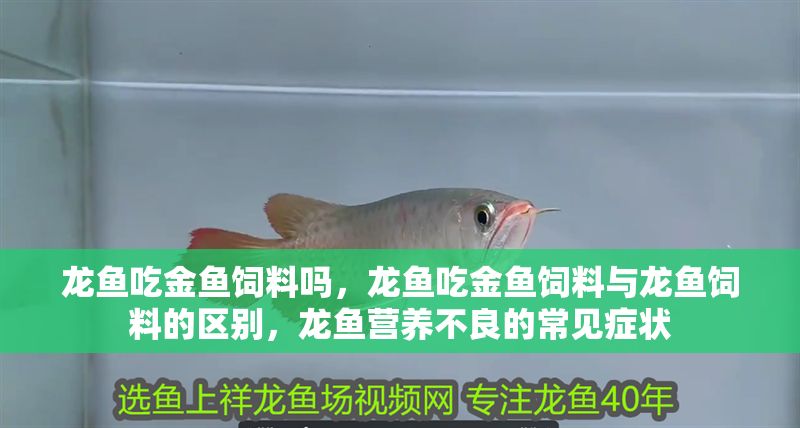 龍魚吃金魚飼料嗎，龍魚吃金魚飼料與龍魚飼料的區(qū)別，龍魚營養(yǎng)不良的常見癥狀