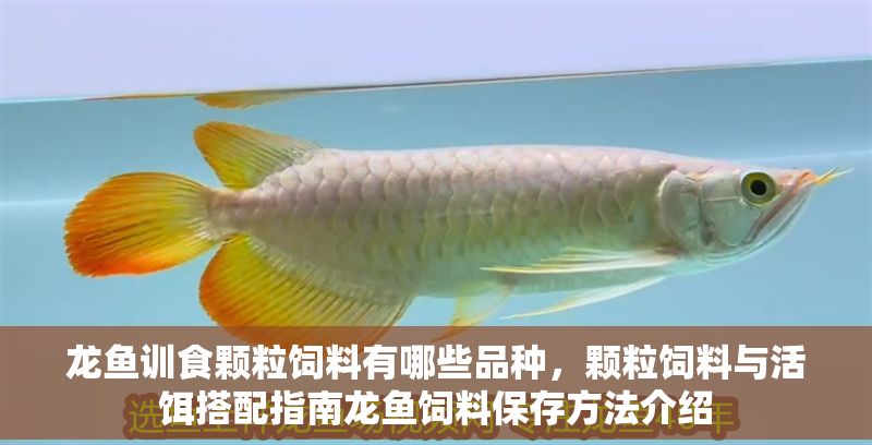 龍魚訓(xùn)食顆粒飼料有哪些品種，顆粒飼料與活餌搭配指南龍魚飼料保存方法介紹 龍魚訓(xùn)食顆粒飼料有哪些品種，顆粒飼料與活餌搭配指南龍魚飼料保存方法介紹 龍魚百科 第2張