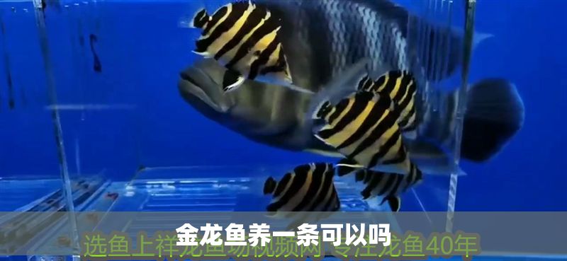 金龍魚養一條可以嗎