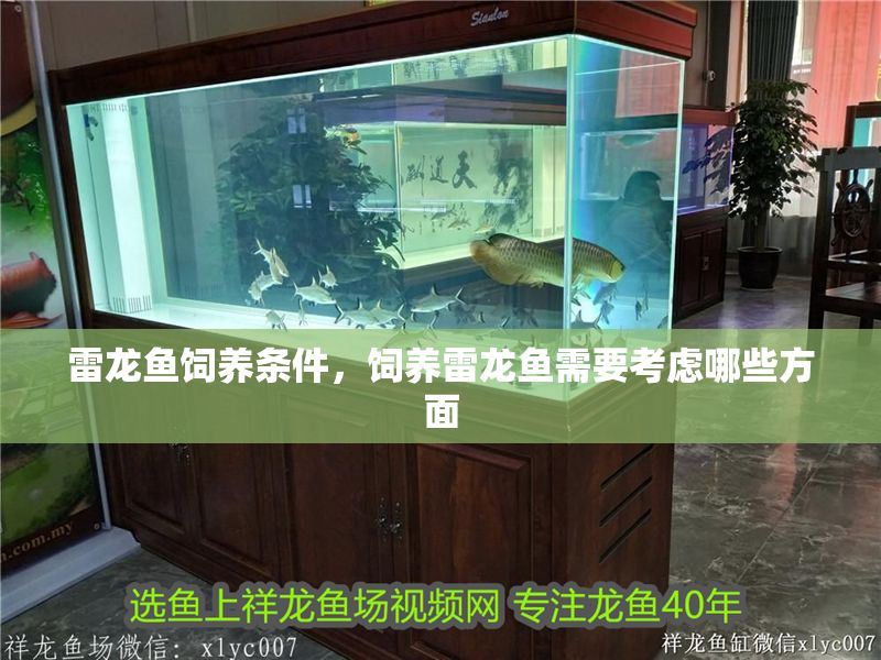 雷龍魚飼養(yǎng)條件，飼養(yǎng)雷龍魚需要考慮哪些方面 雷龍魚飼養(yǎng)條件，飼養(yǎng)雷龍魚需要考慮哪些方面 龍魚百科 第2張
