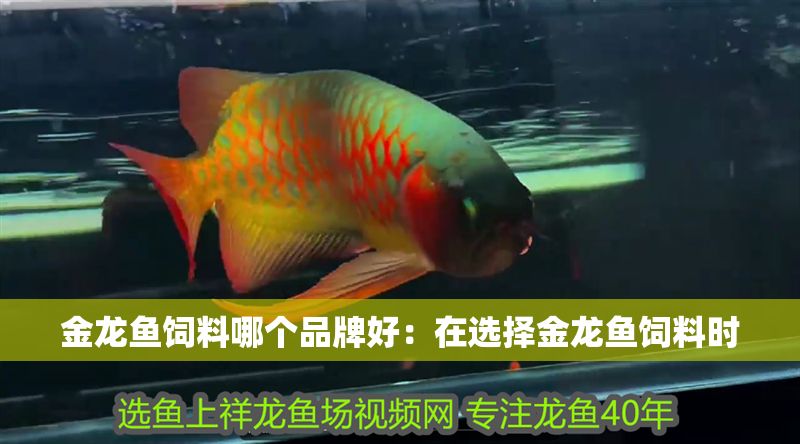 金龍魚飼料哪個品牌好：在選擇金龍魚飼料時 金龍魚飼料哪個品牌好：在選擇金龍魚飼料時 龍魚百科 第2張