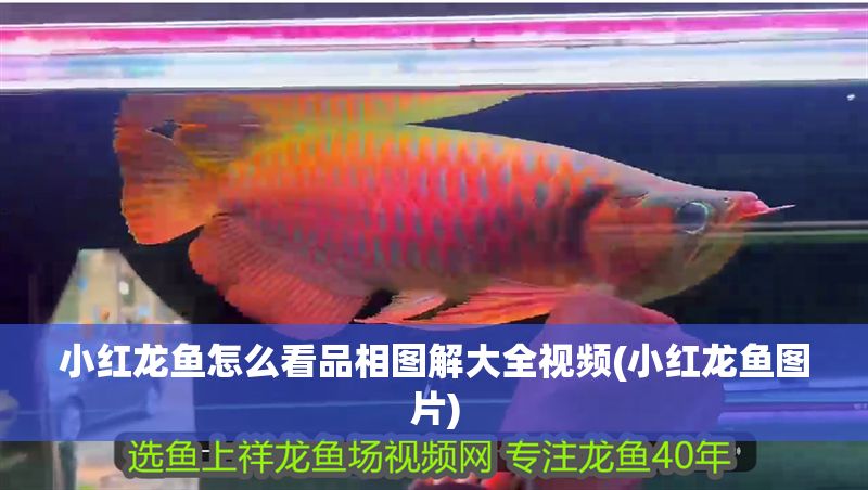 小紅龍魚怎么看品相圖解大全視頻(小紅龍魚圖片) 小紅龍魚怎么看品相圖解大全視頻(小紅龍魚圖片) 龍魚百科 第1張