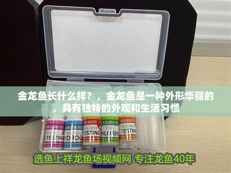 金龍魚長什么樣？，金龍魚是一種外形華麗的，具有獨特的外觀和生活習慣