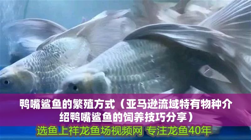 鴨嘴鯊魚的繁殖方式（亞馬遜流域特有物種介紹鴨嘴鯊魚的飼養(yǎng)技巧分享）