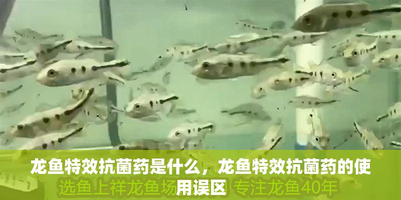 龍魚特效抗菌藥是什么，龍魚特效抗菌藥的使用誤區(qū)