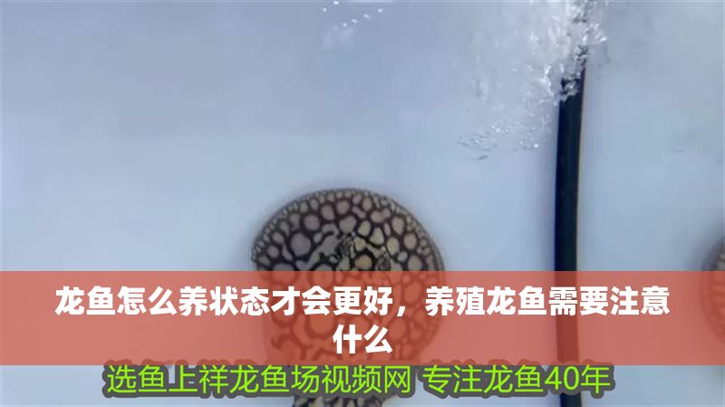 龍魚怎么養狀態才會更好，養殖龍魚需要注意什么