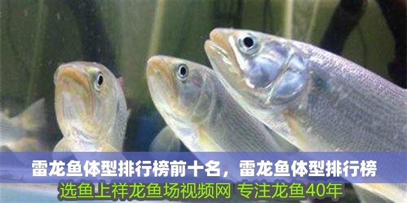 雷龍魚體型排行榜前十名，雷龍魚體型排行榜
