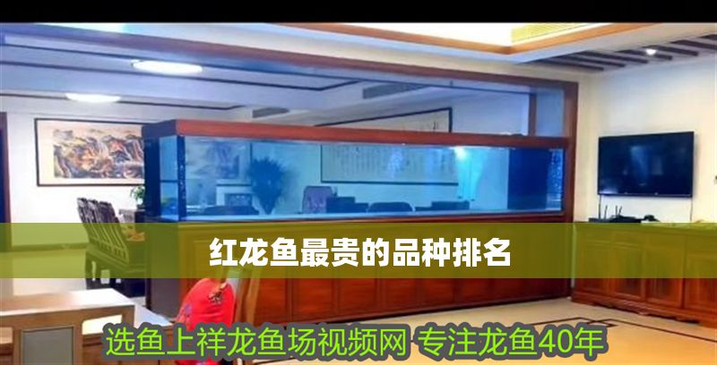 紅龍魚最貴的品種排名