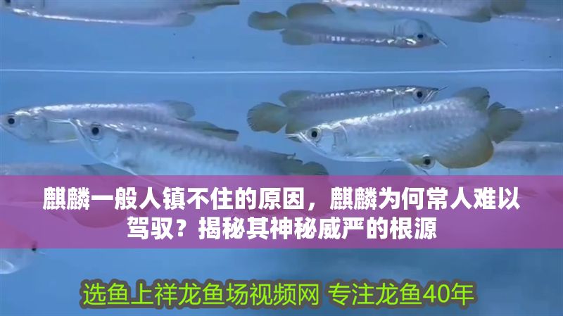 麒麟一般人鎮不住的原因，麒麟為何常人難以駕馭？揭秘其神秘威嚴的根源