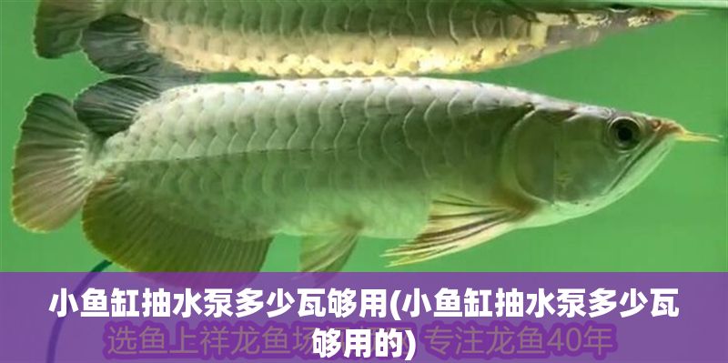 小魚缸抽水泵多少瓦夠用(小魚缸抽水泵多少瓦夠用的)