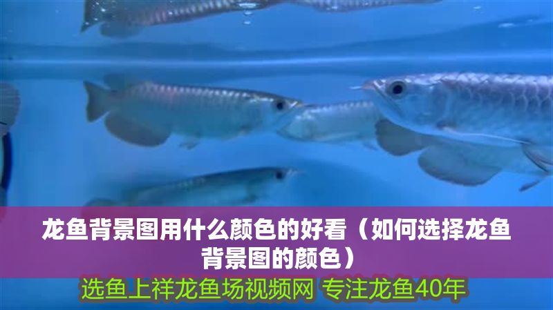 龍魚背景圖用什么顏色的好看（如何選擇龍魚背景圖的顏色）