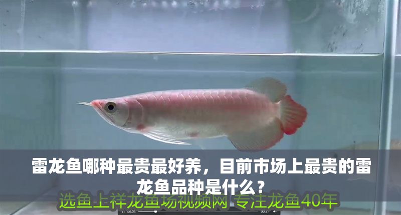 雷龍魚哪種最貴最好養，目前市場上最貴的雷龍魚品種是什么？