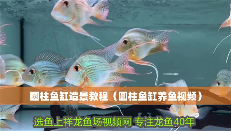 圓柱魚缸造景教程（圓柱魚缸養魚視頻）