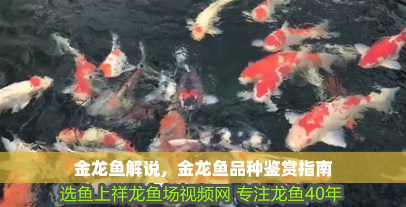 金龍魚解說(shuō)，金龍魚品種鑒賞指南