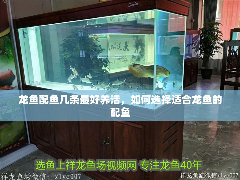 龍魚配魚幾條最好養(yǎng)活，如何選擇適合龍魚的配魚