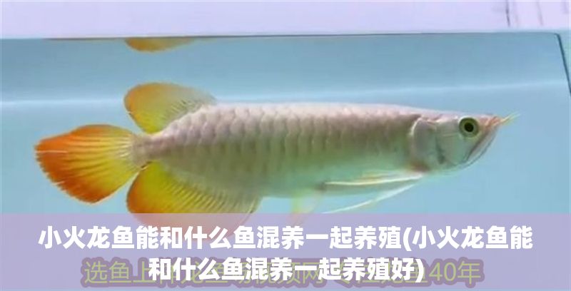 小火龍魚(yú)能和什么魚(yú)混養(yǎng)一起養(yǎng)殖(小火龍魚(yú)能和什么魚(yú)混養(yǎng)一起養(yǎng)殖好)