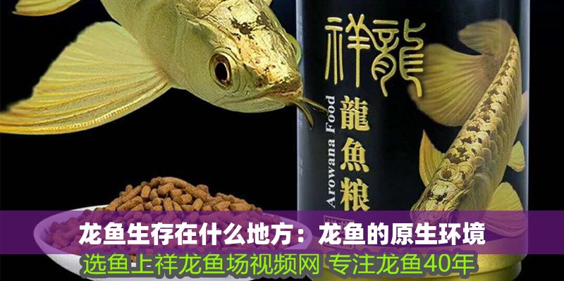 龍魚(yú)生存在什么地方：龍魚(yú)的原生環(huán)境