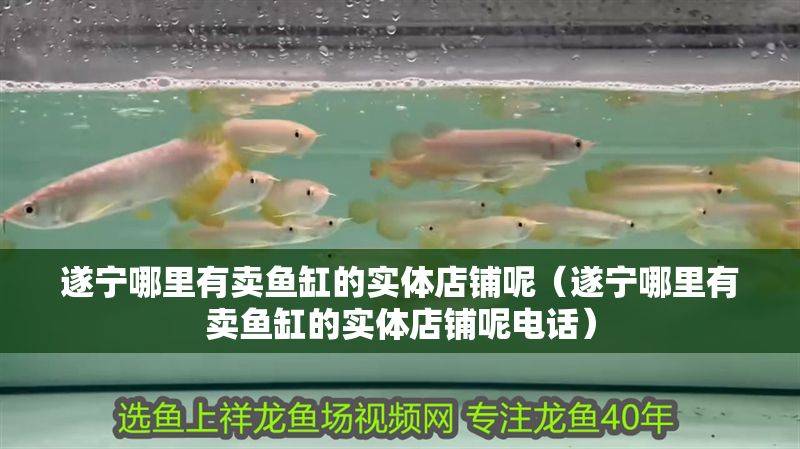 遂寧哪里有賣魚缸的實(shí)體店鋪呢（遂寧哪里有賣魚缸的實(shí)體店鋪呢電話）