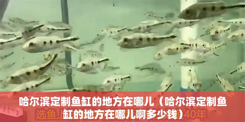 哈爾濱定制魚缸的地方在哪兒（哈爾濱定制魚缸的地方在哪兒啊多少錢）