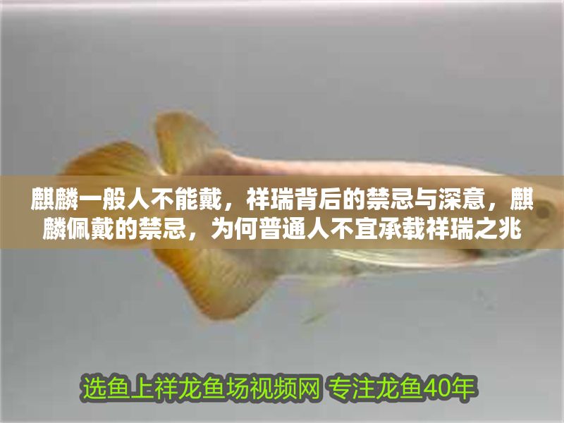 麒麟一般人不能戴，祥瑞背后的禁忌與深意，麒麟佩戴的禁忌，為何普通人不宜承載祥瑞之兆？ 麒麟一般人不能戴，祥瑞背后的禁忌與深意，麒麟佩戴的禁忌，為何普通人不宜承載祥瑞之兆？ 龍魚百科 第1張