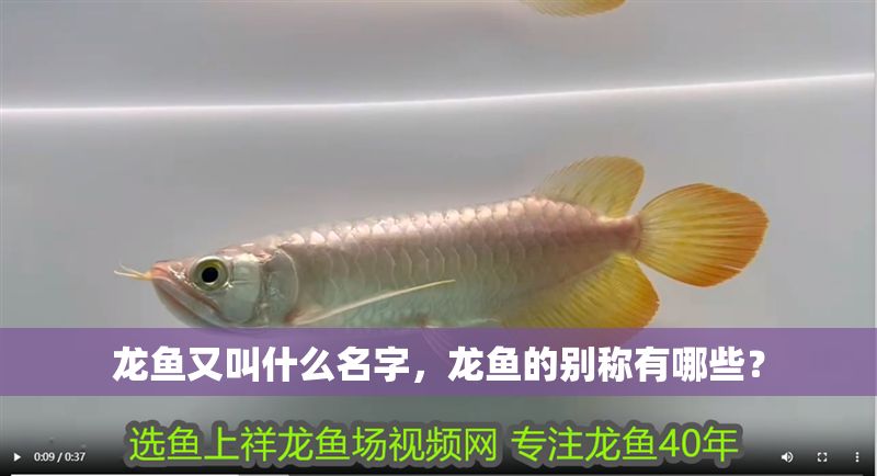 龍魚又叫什么名字，龍魚的別稱有哪些？