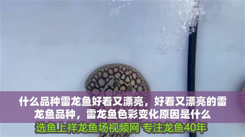 什么品種雷龍魚好看又漂亮，好看又漂亮的雷龍魚品種，雷龍魚色彩變化原因是什么