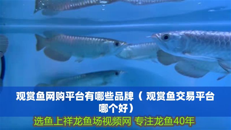 觀賞魚網購平臺有哪些品牌（ 觀賞魚交易平臺哪個好） 觀賞魚網購平臺有哪些品牌（ 觀賞魚交易平臺哪個好） 龍魚百科 第1張