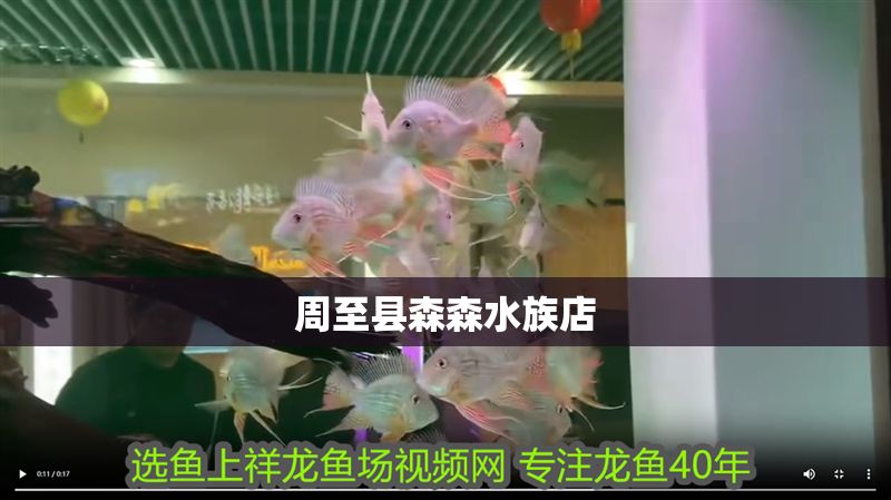 <strong><mark>周至</mark></strong>縣森森水族店